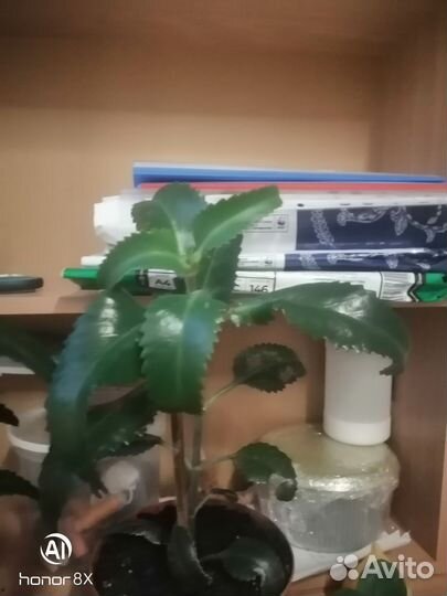 Каланхоэ лечебный