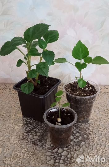 Клубника со сливками