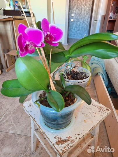 Домашние цветы