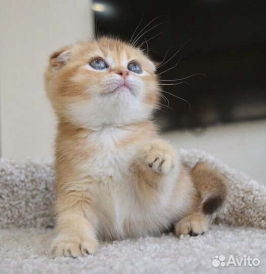 Шотландская