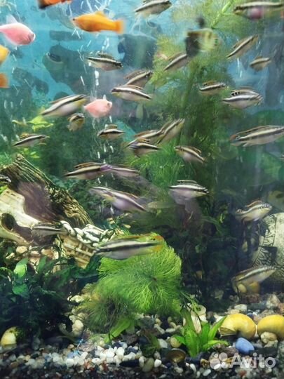 Аквариумные рыбки