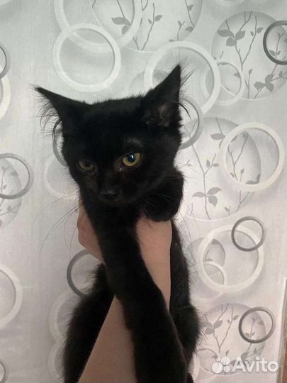 Кошка в дар бесплатно