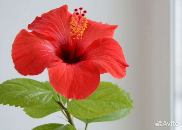 Гибискус китайская роза