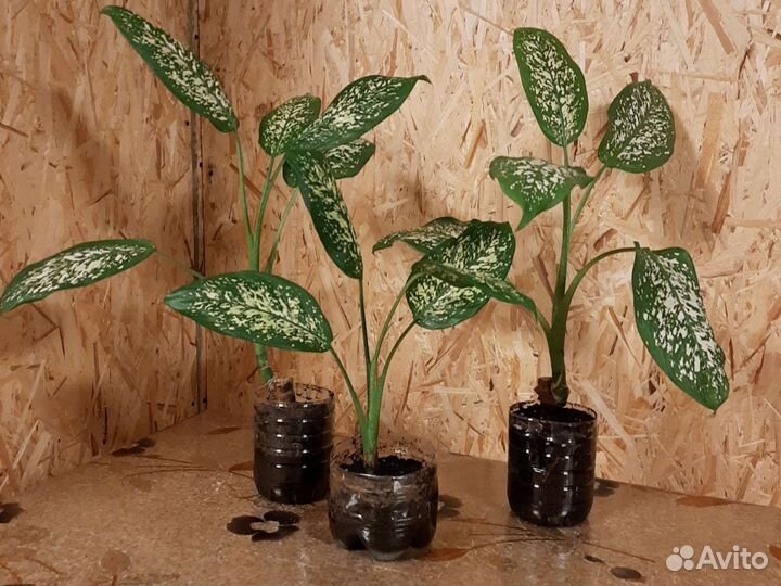 Дифинбахия