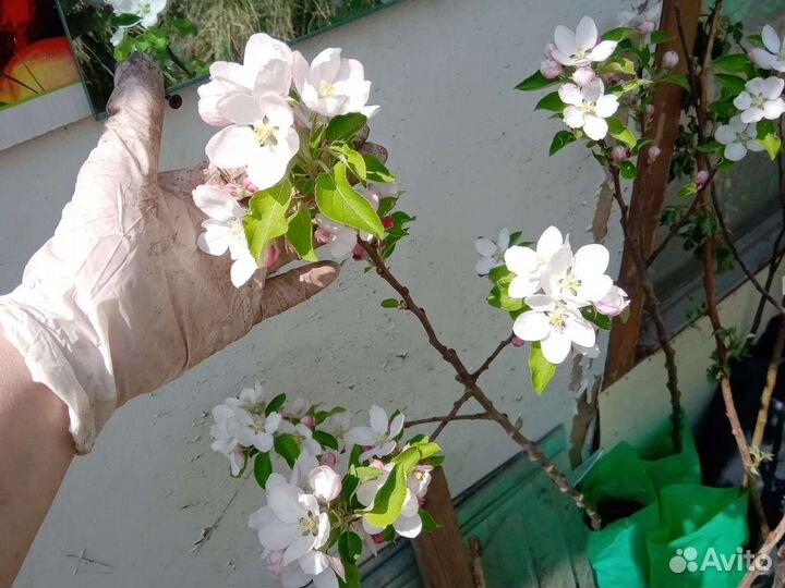 Ранетка Янтарная /Китайка Золотая