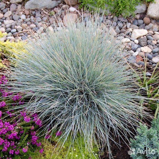 Овсяница. Разные сорта. (Рассада)