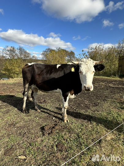 Корова дойная