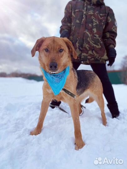 Собака Баффи ищет дом