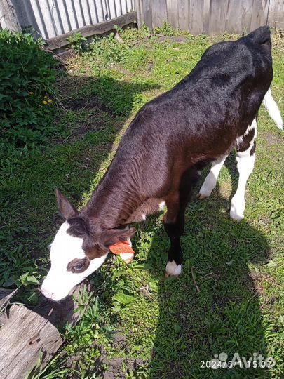 Телята бычки