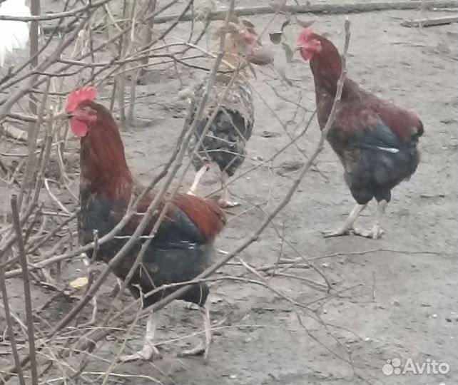 Молодые петухи