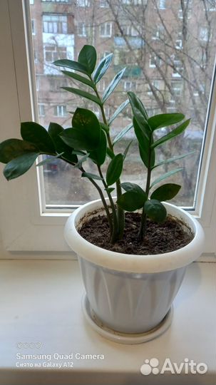 Замиокулькас