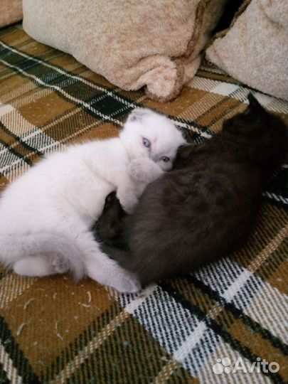 Продам котят