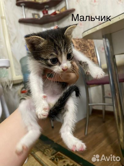 Котята в добрые руки бесплатно