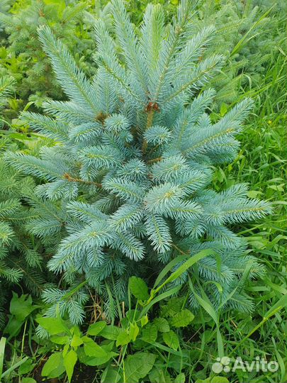 Саженцы ель голубая Глаука