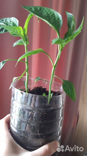 Рассада красного сладкого переца