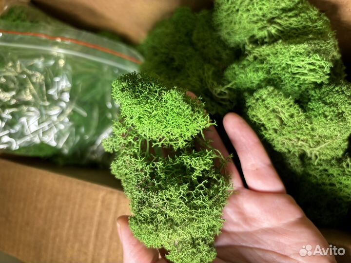 Стабилизированный мох ягель