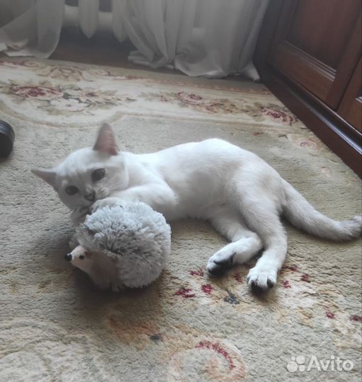 Британская серебристая шиншилла