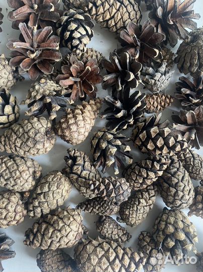 Шишки сосновые на поделки