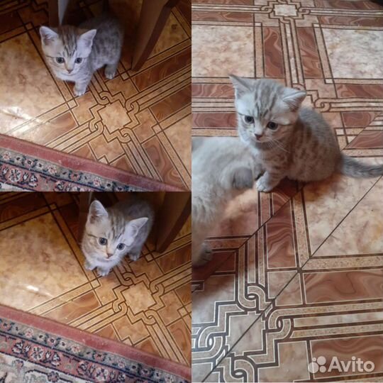 Кошки шотландцы