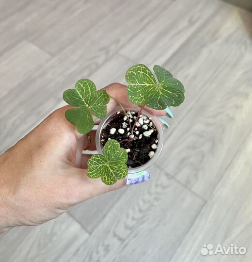 Редкий мартианский оксалис