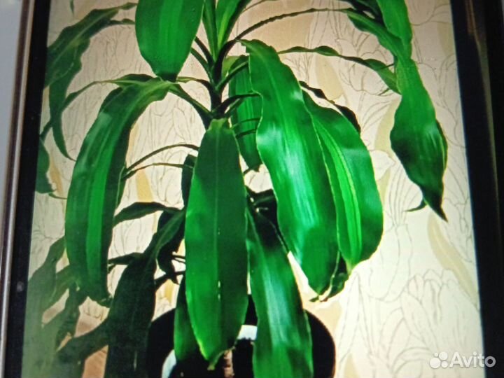 Драцена душистая (Фрагранс)