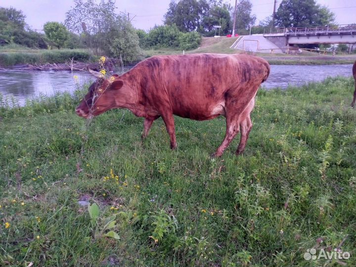 Крс скот скотина коровы мрс козы