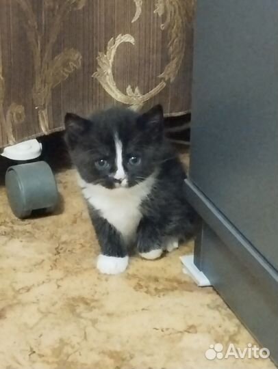 Котята бесплатно