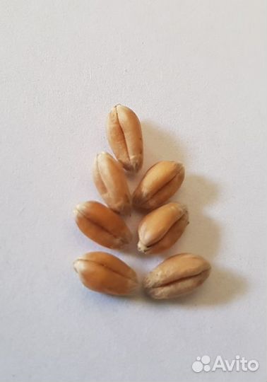 Озимая пшеница