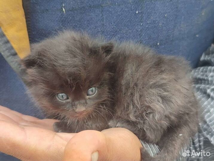 Котенок в добрые руки