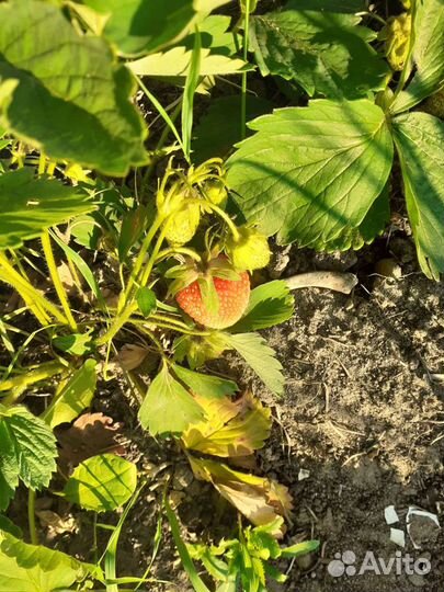 Сажанцы клубники