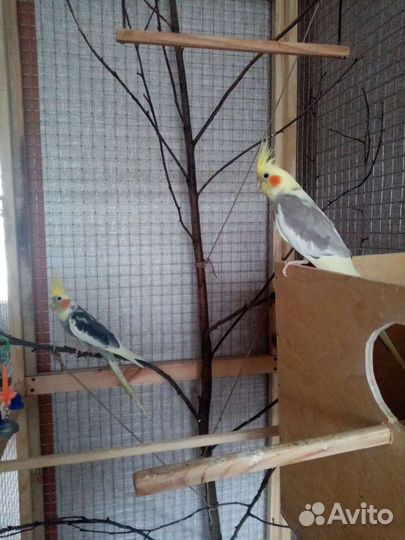 Попугай Карелла