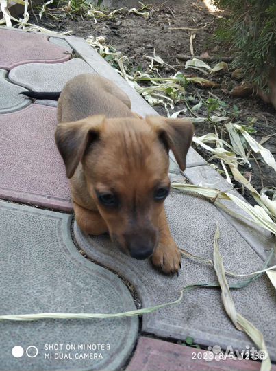 Щенки чихуахуа