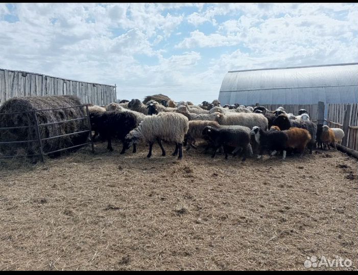 Овцы бараны