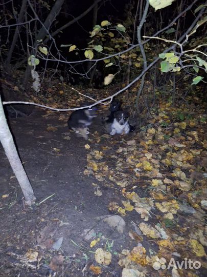 Собаки в добрые руки, щенки