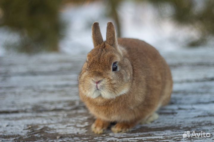 Карликовые кролики миноры