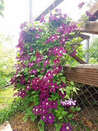 Дача 50 м² на участке 5,5 сот.