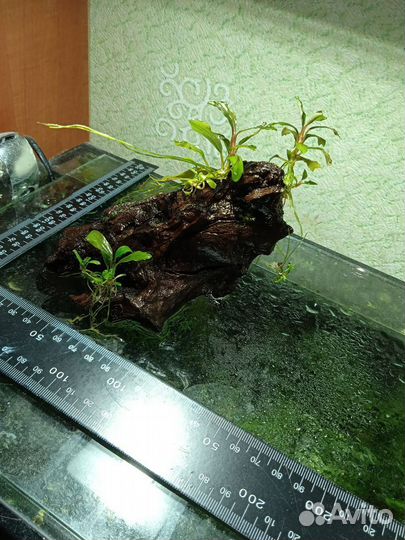 Аквариумные растения