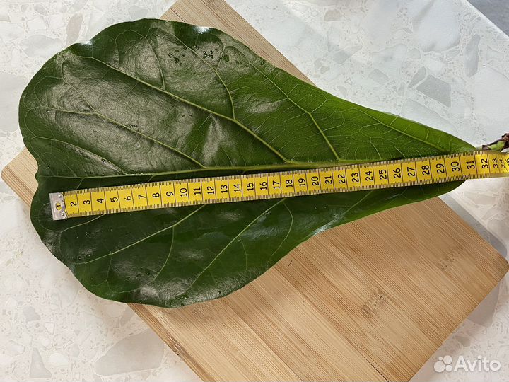 Фикус Лирата Колумнарис