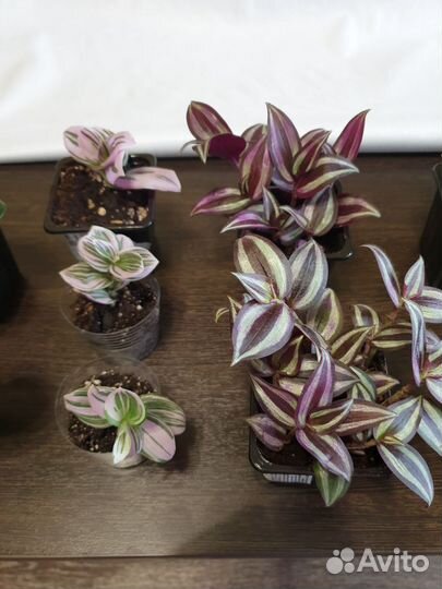 Комнатные цветы на подоконник