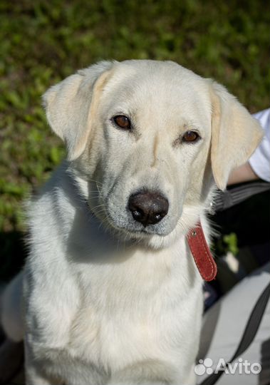 Белый. Пес, которому в приюте не место