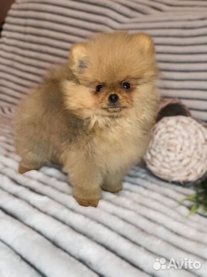 Померанский шпиц