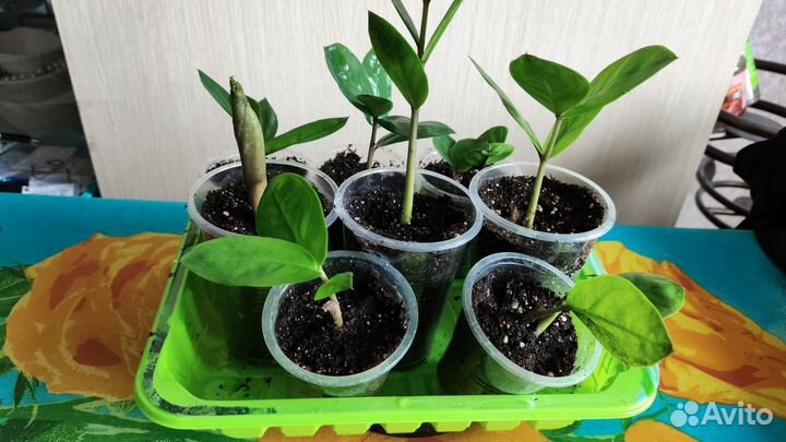 Замиокулькас