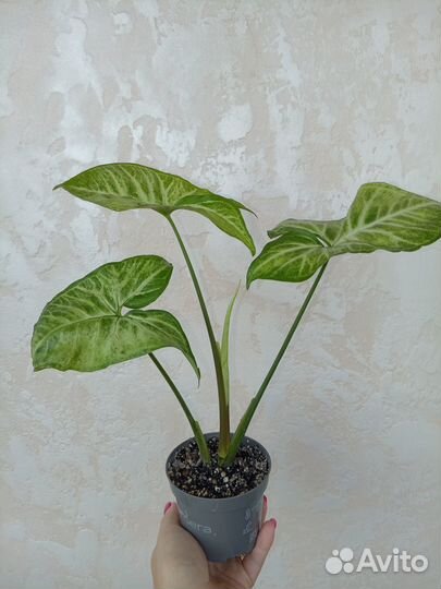 Сингониум батерфляй, пеперомия