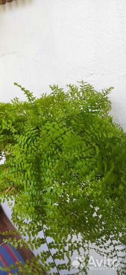 Папоротник комнатный