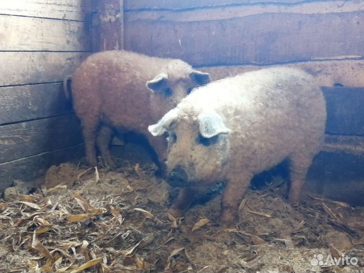 Мангалица чисто породная