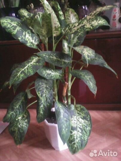 Диффенбахия