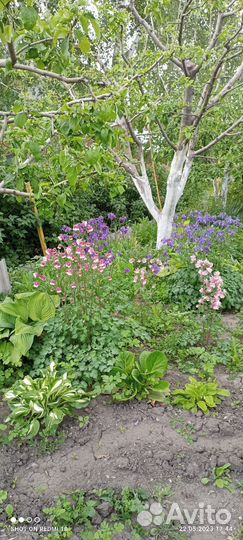 Аквилегия махровая