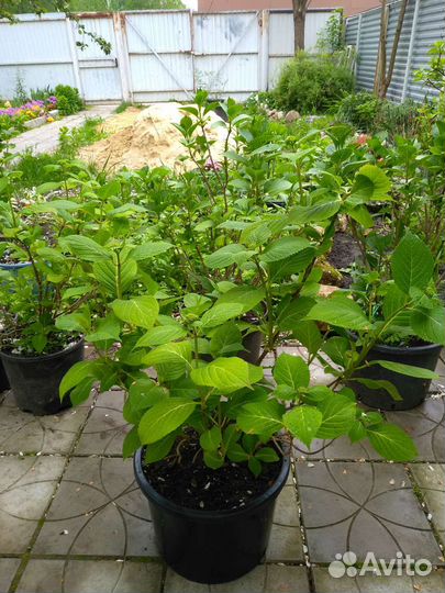 Гортензия розовая и красная, большие кусты