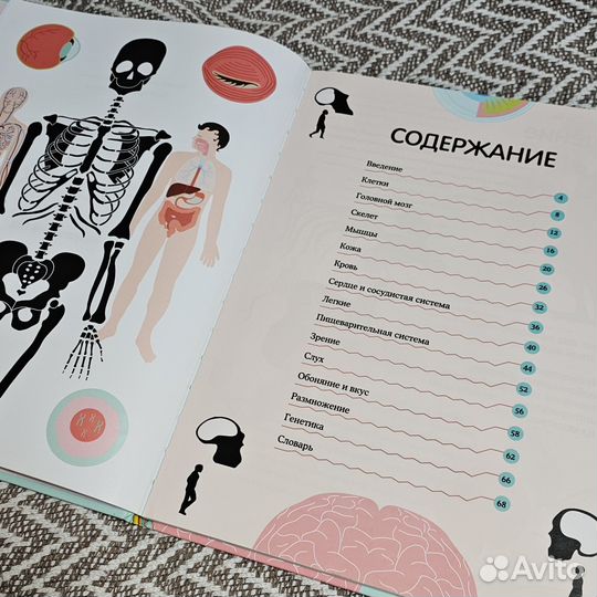 Тело человека. визуальный гид. Кристина Перабони