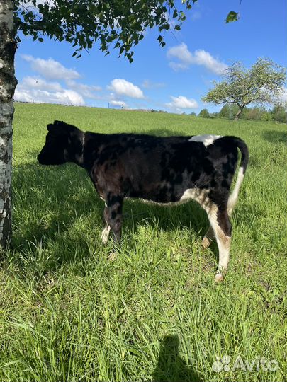 Телка 7 мес